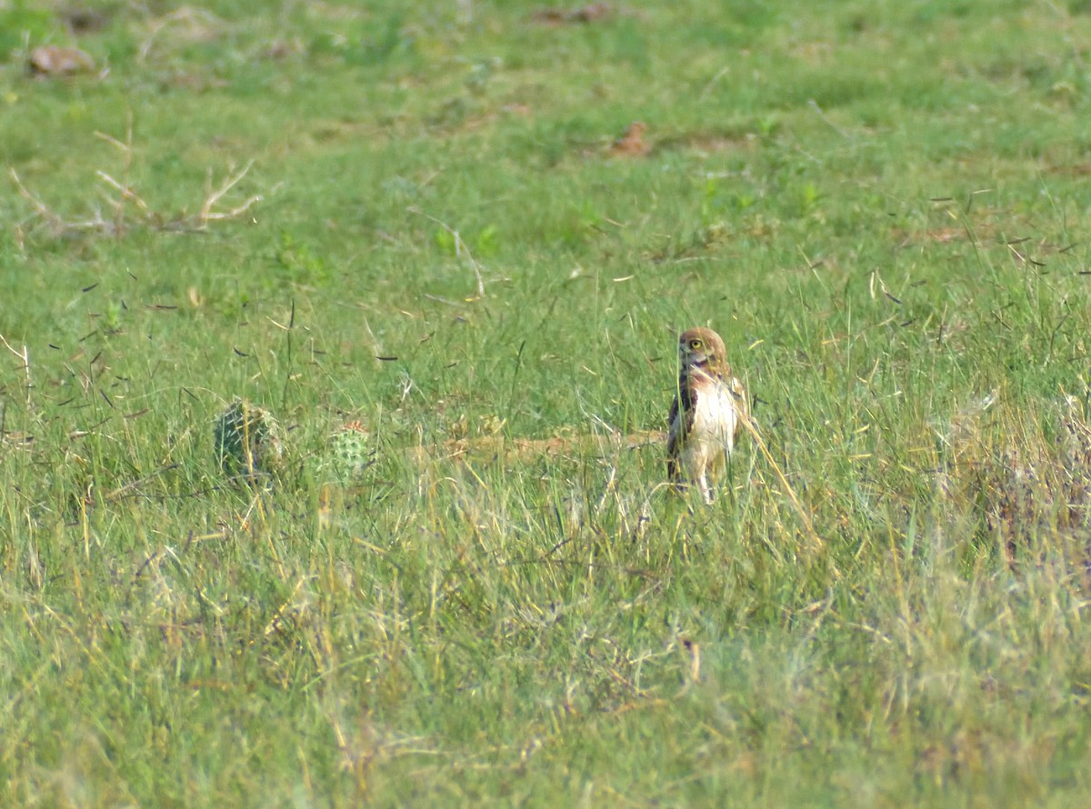 Burrowing Owl - ML622746085