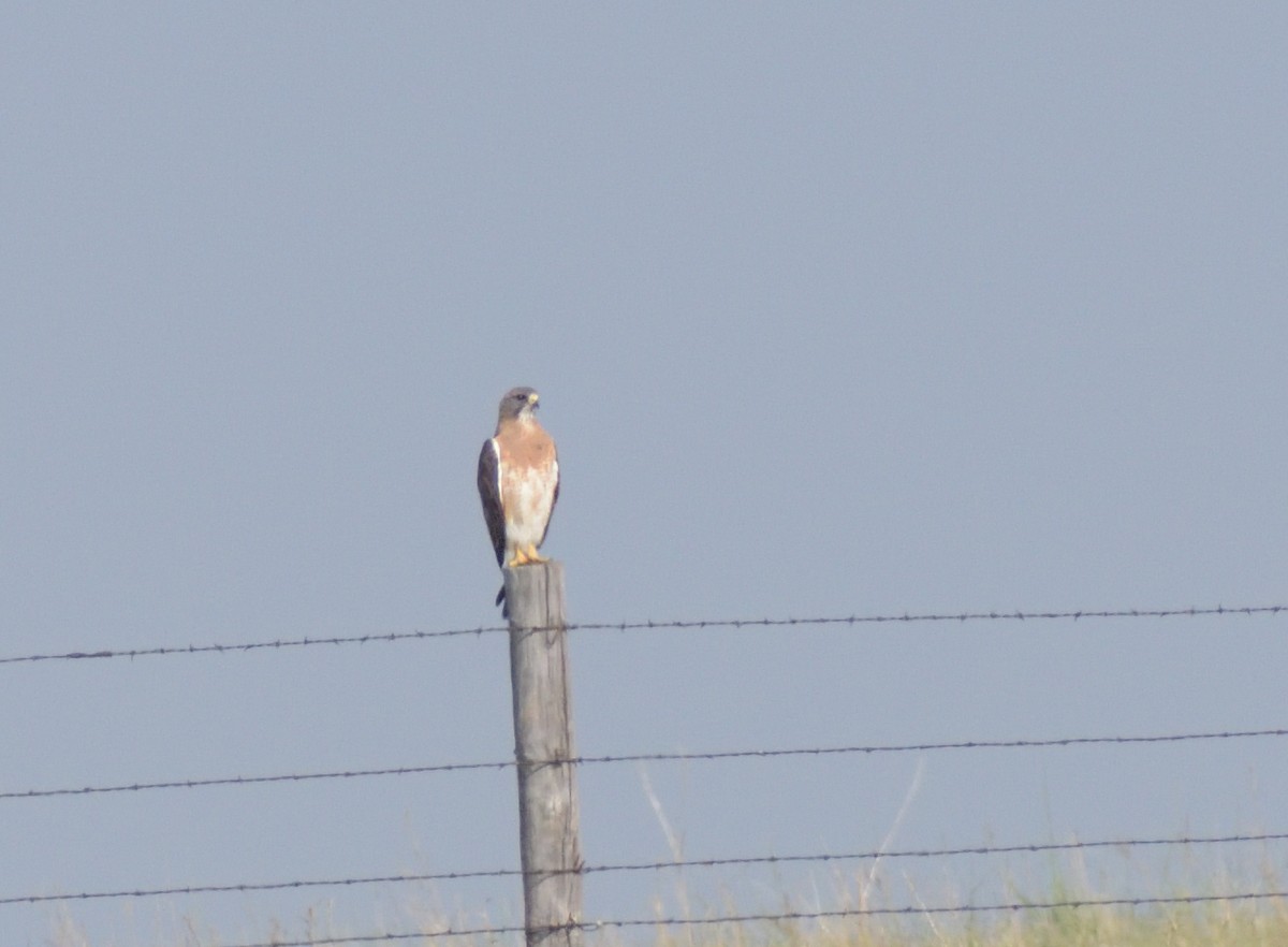 Swainson's Hawk - ML622746100