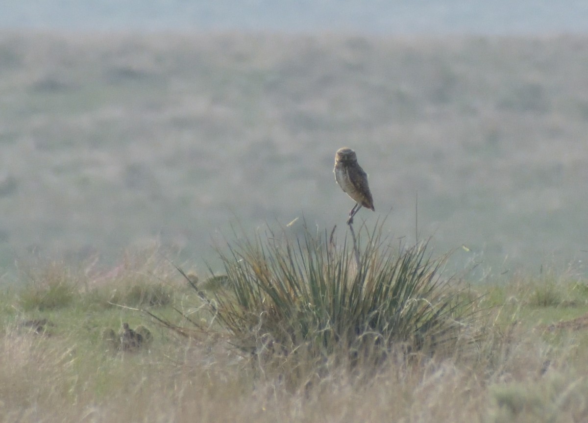 Burrowing Owl - ML622746112