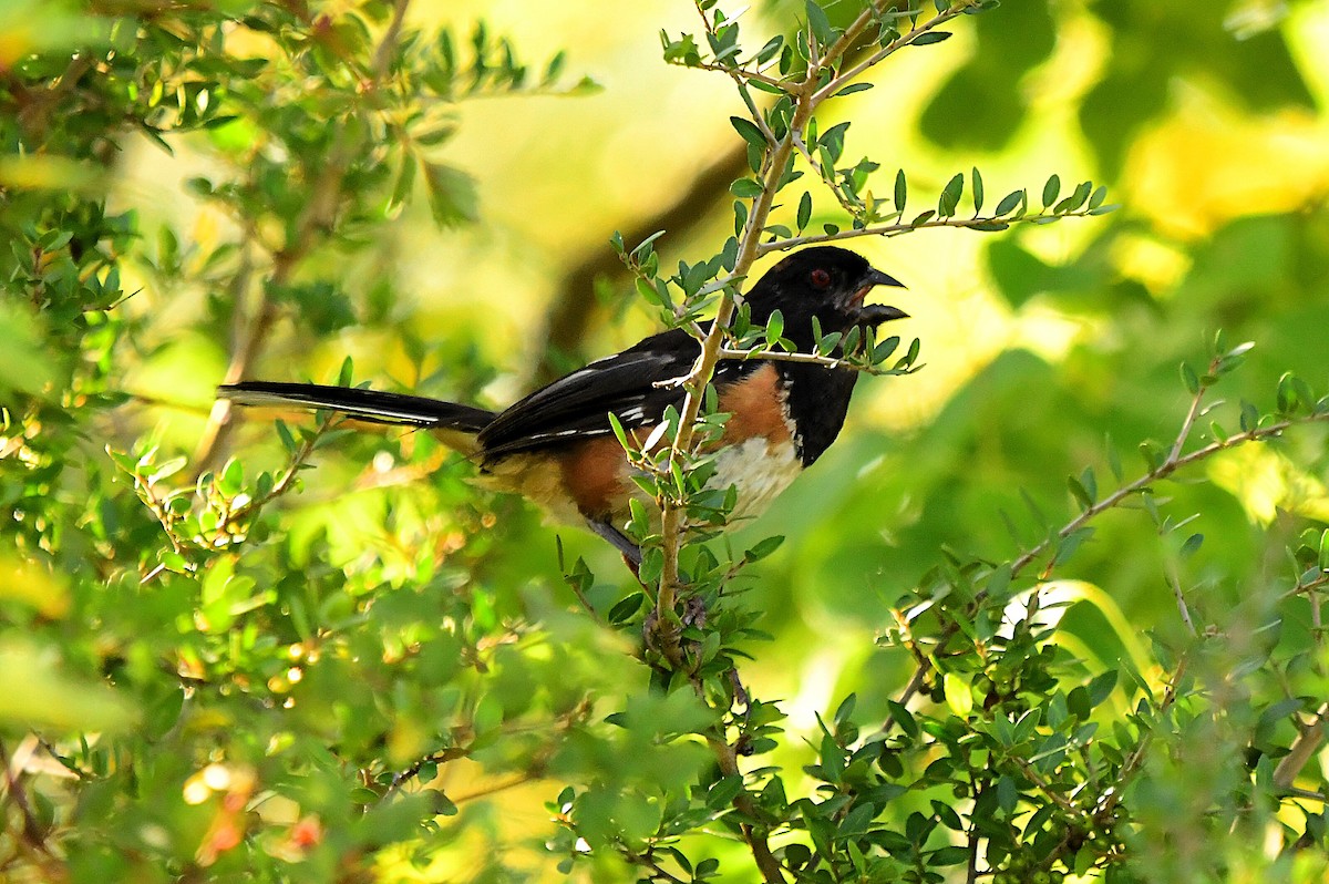 Eastern Towhee - ML622746119