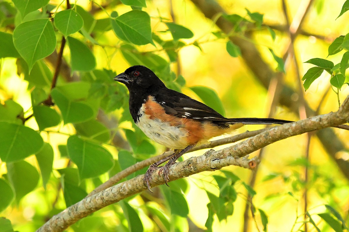 Eastern Towhee - ML622746120