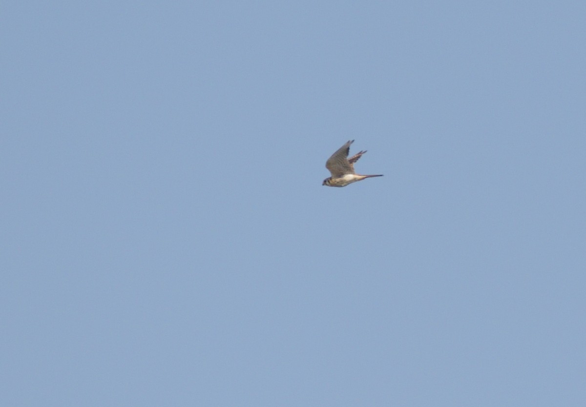 American Kestrel - ML622746127