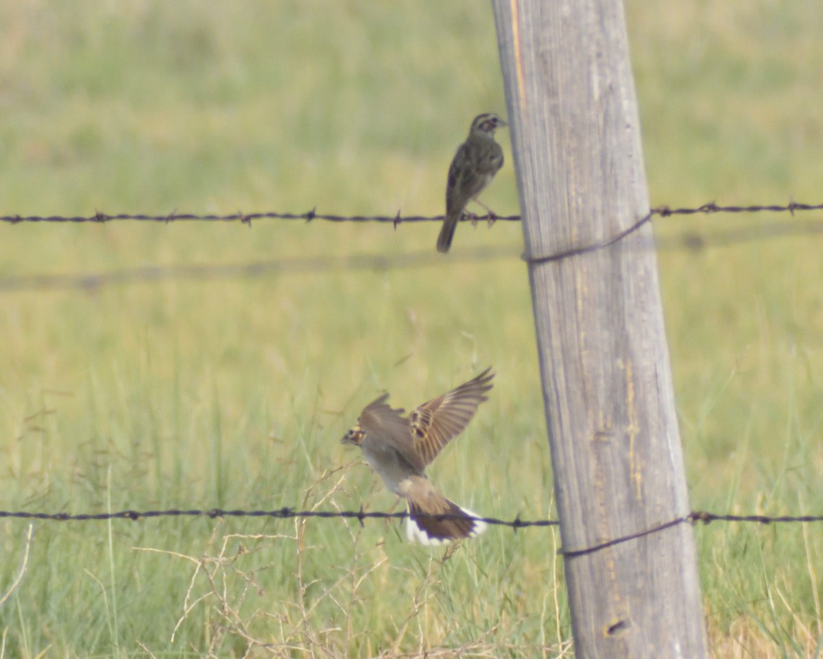 Lark Sparrow - ML622746133