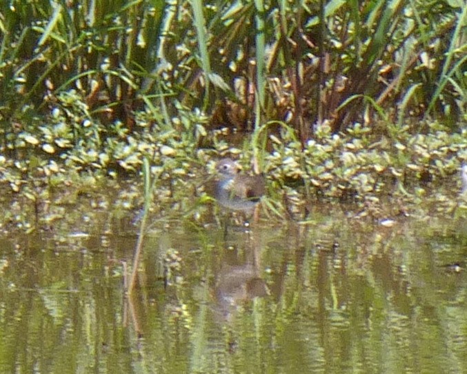 Solitary Sandpiper - ML622746136