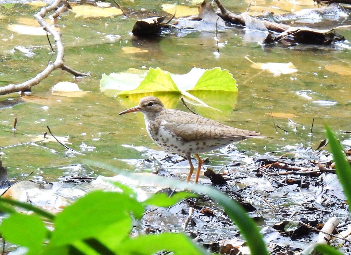 Spotted Sandpiper - Cristina Hartshorn