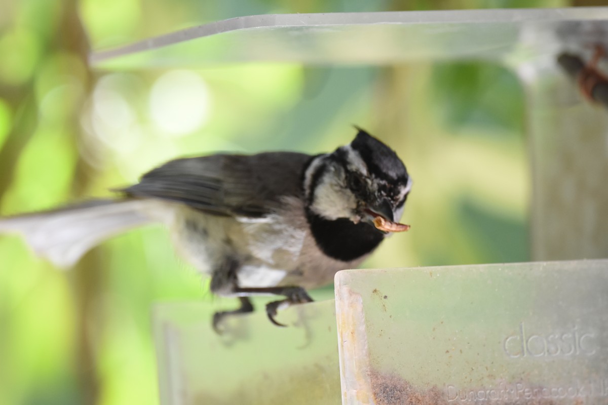 Bridled Titmouse - ML622746213