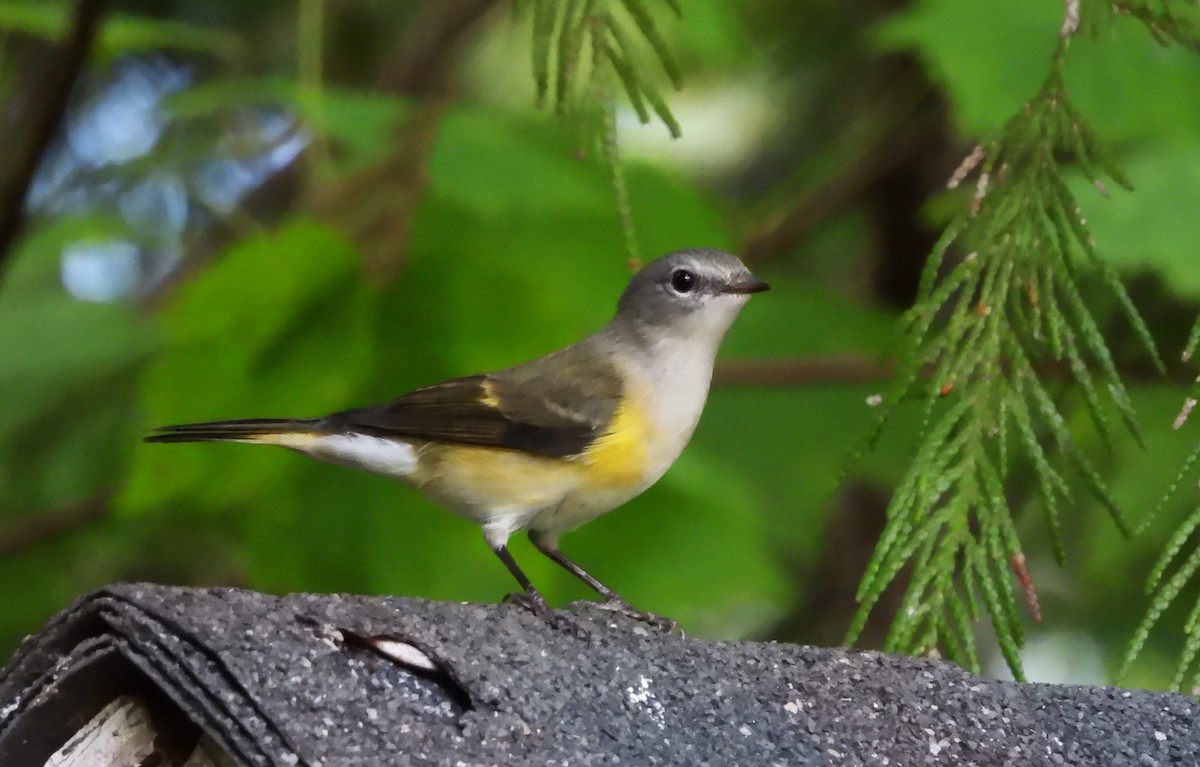 American Redstart - ML622746244