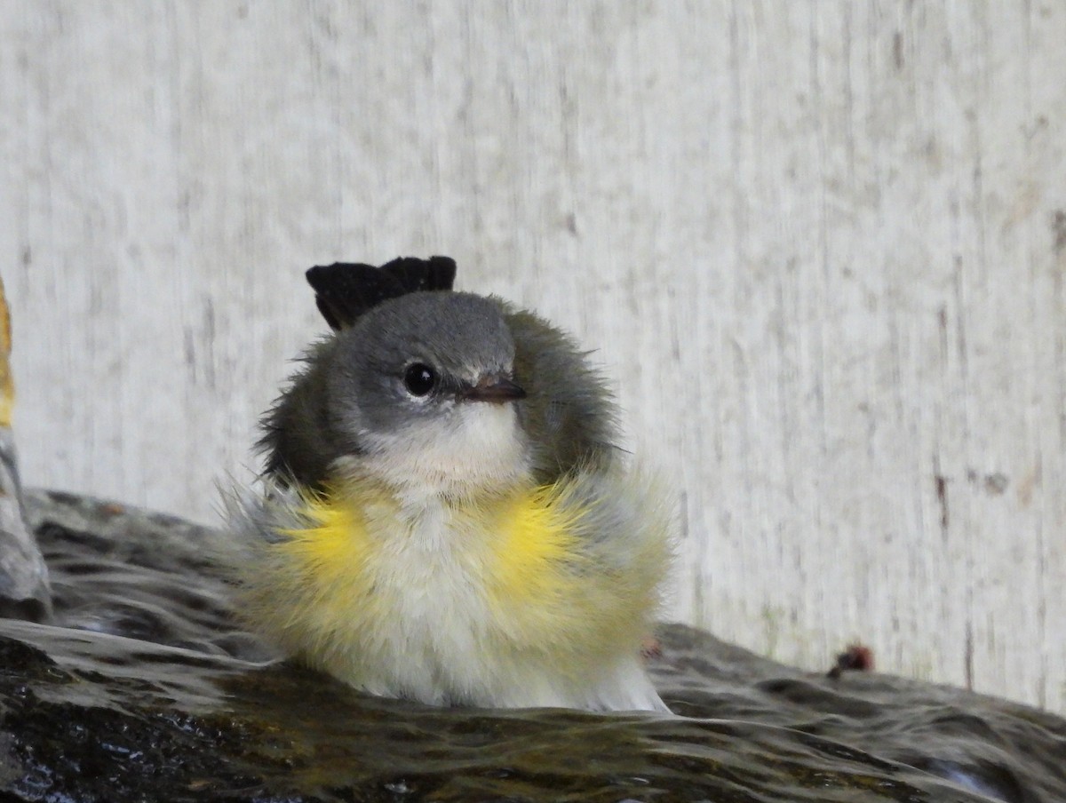 American Redstart - ML622746245