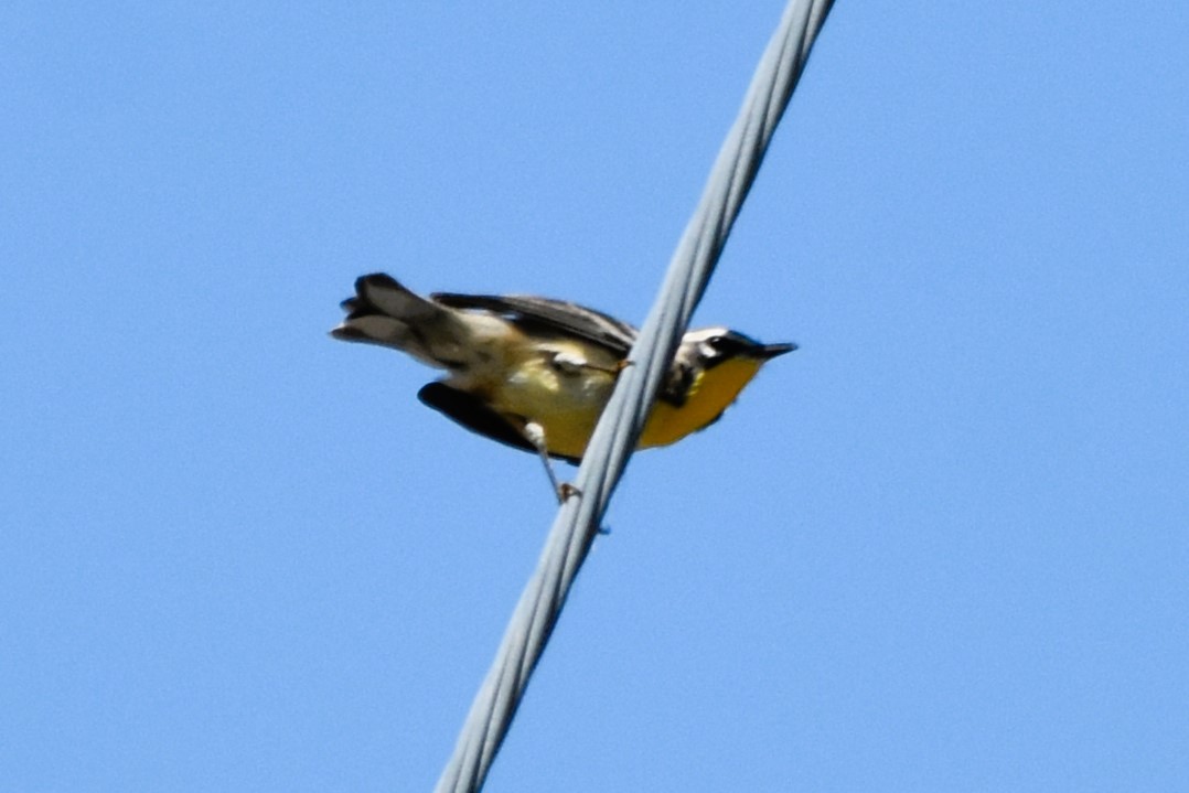 Paruline à gorge jaune - ML622746387