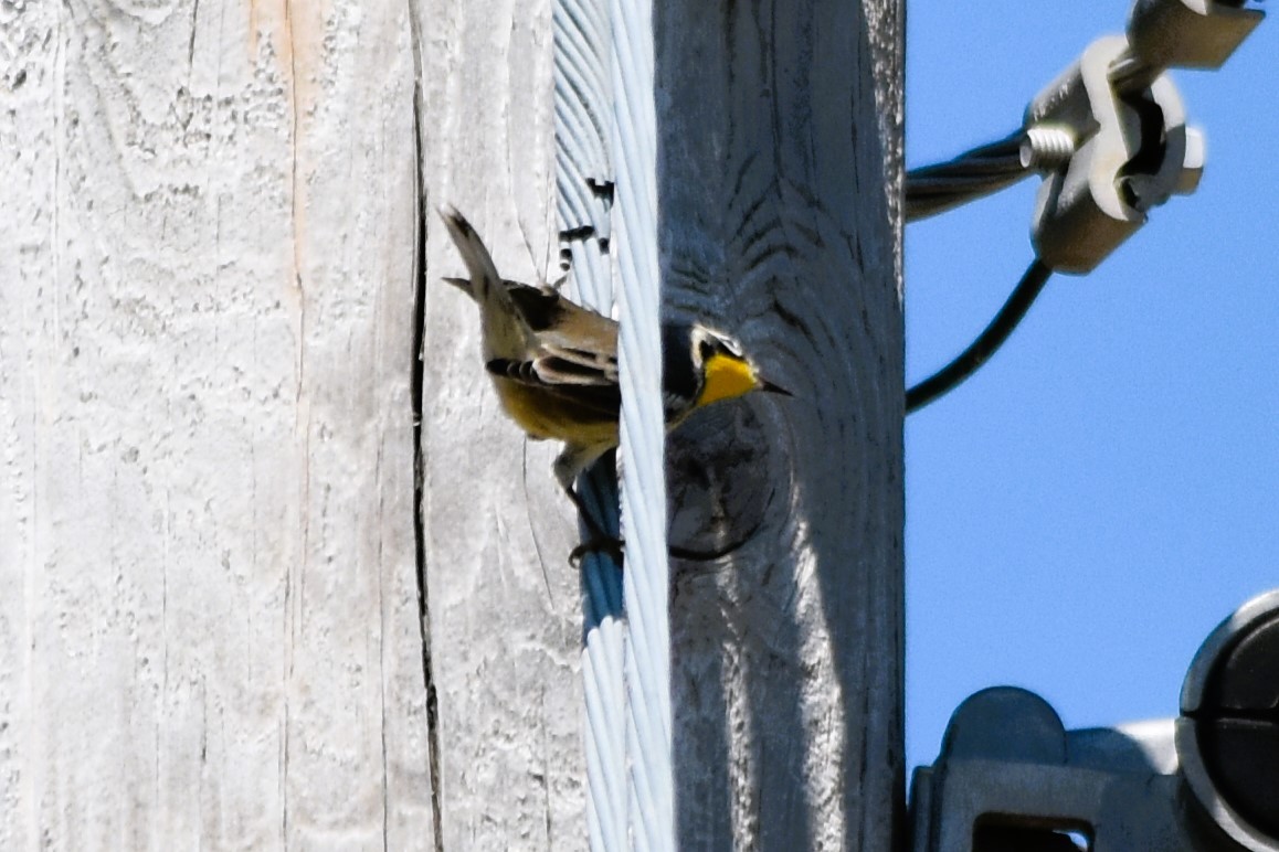 Paruline à gorge jaune - ML622746406