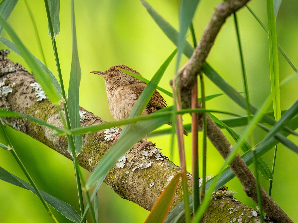 House Wren - Jay Eisenberg