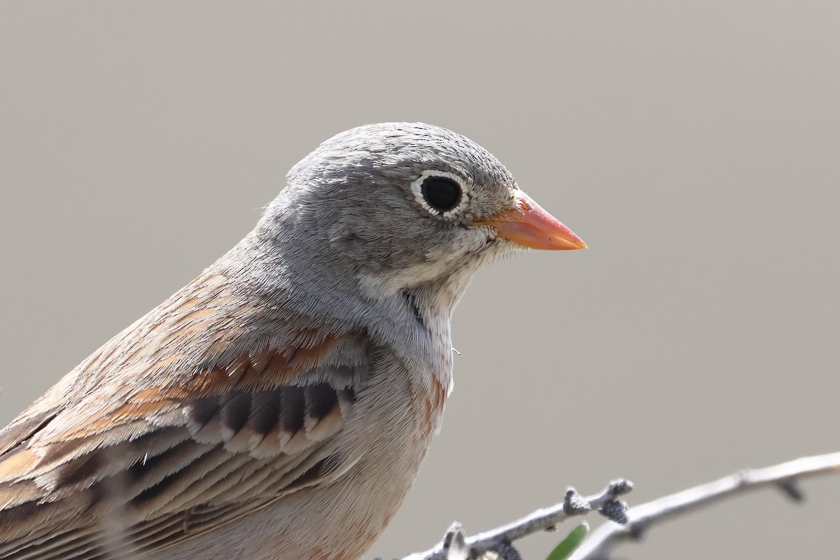 Gray-necked Bunting - ML622746462