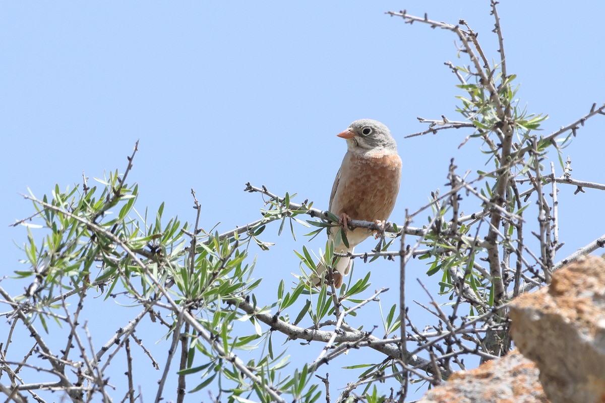 Gray-necked Bunting - ML622746463