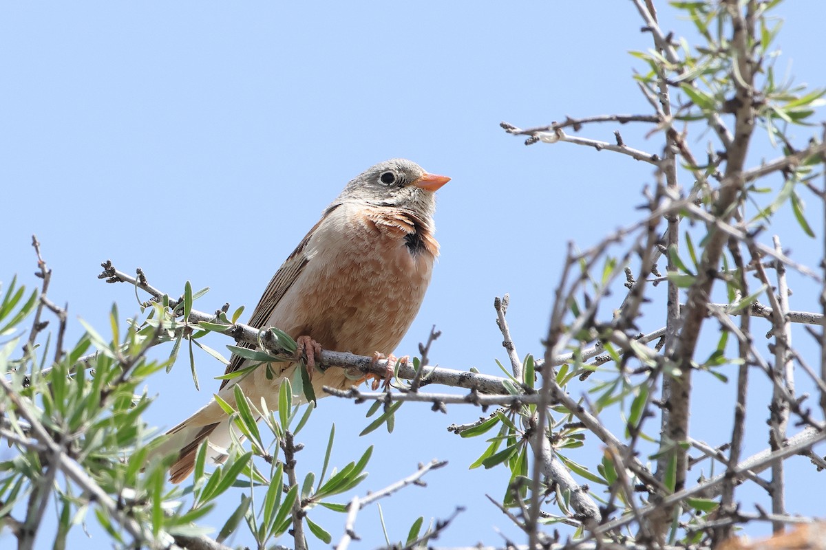 Gray-necked Bunting - ML622746464