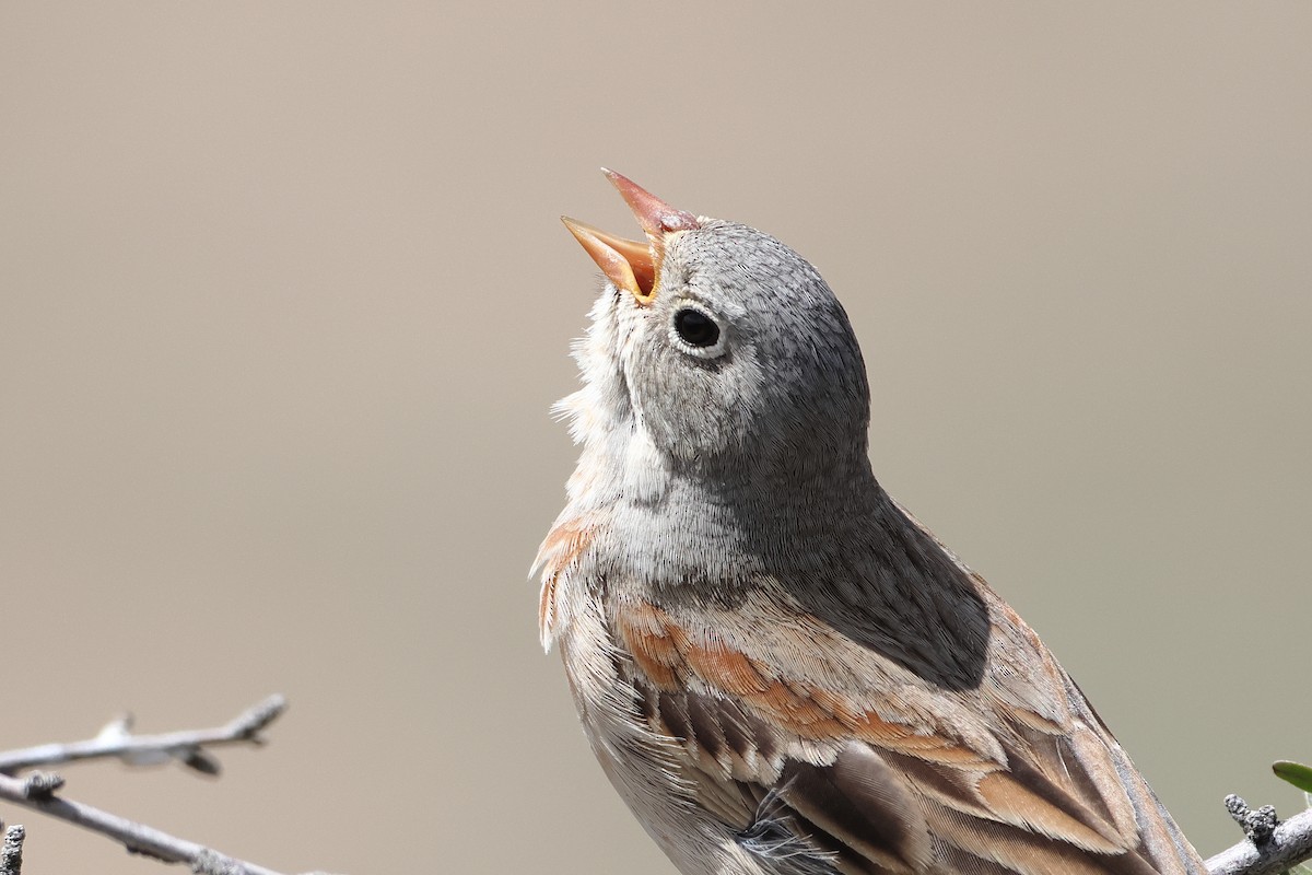 Gray-necked Bunting - ML622746465