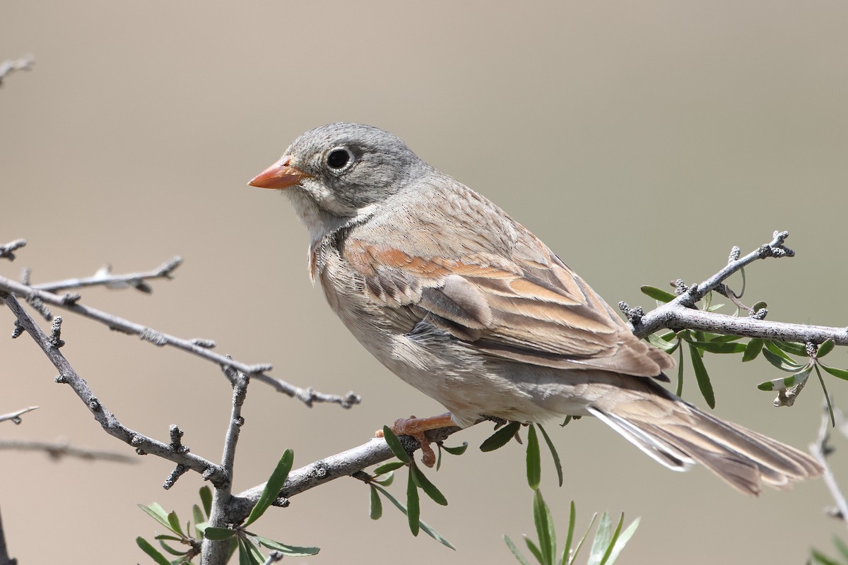 Gray-necked Bunting - ML622746467