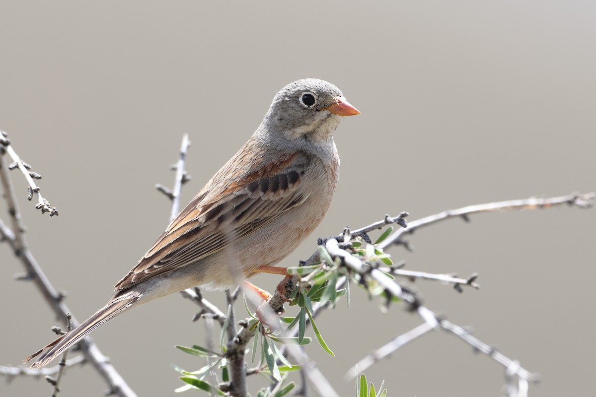 Gray-necked Bunting - ML622746468