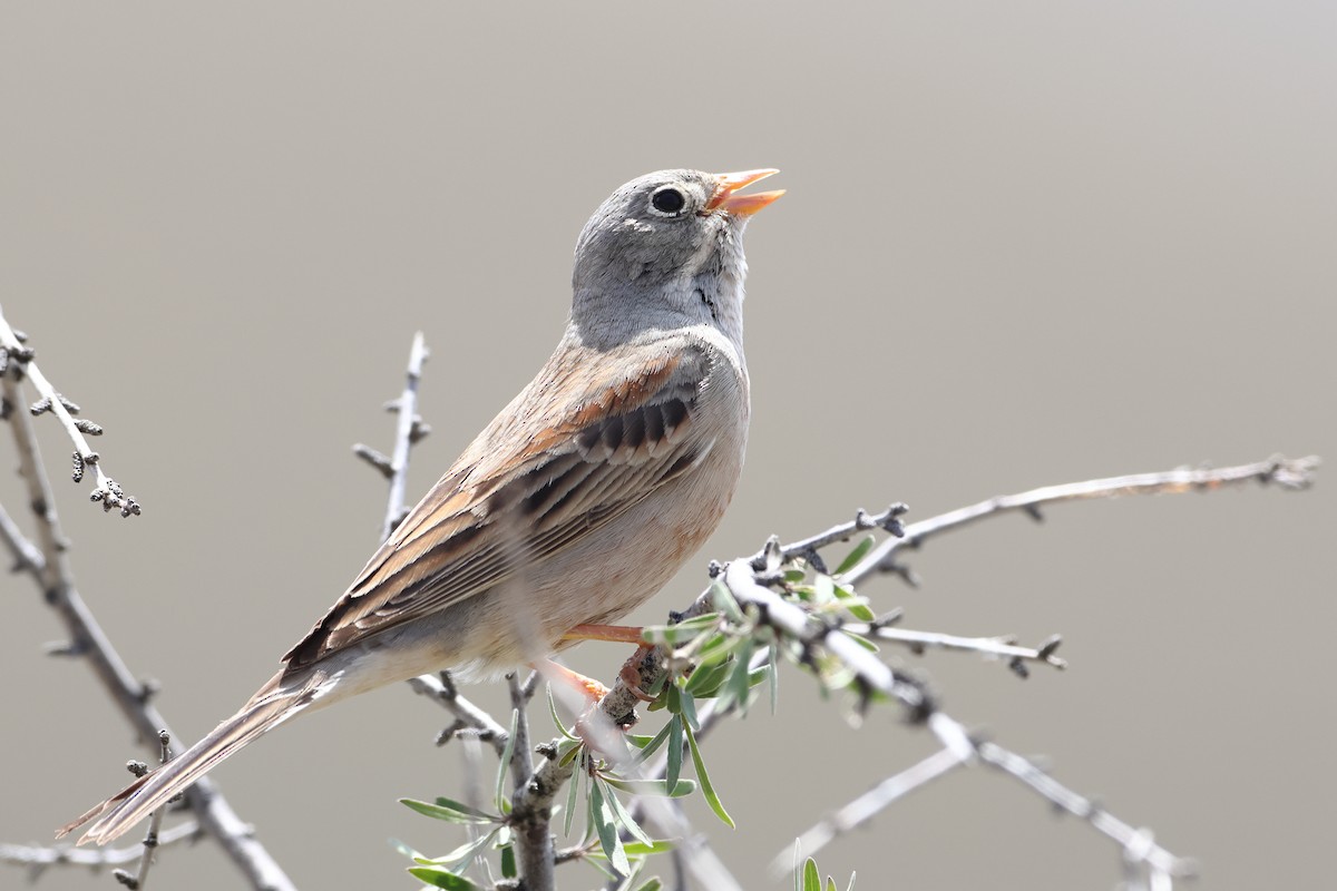 Gray-necked Bunting - ML622746470