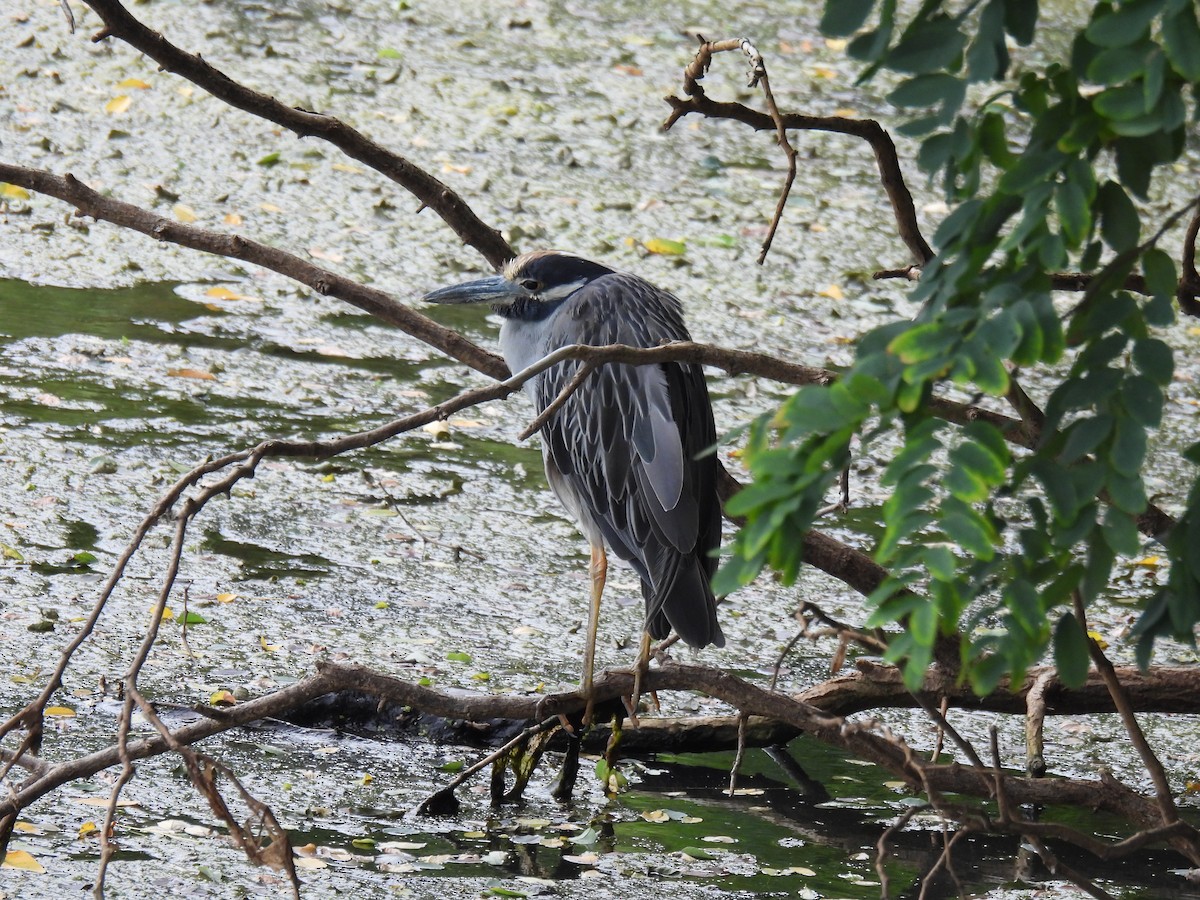 Yellow-crowned Night Heron - ML622746514