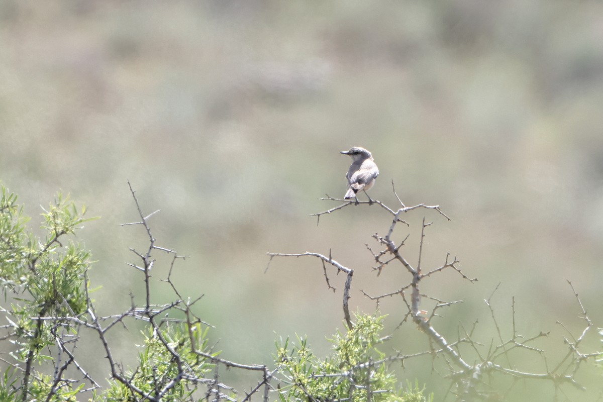 Persian Wheatear - ML622746544