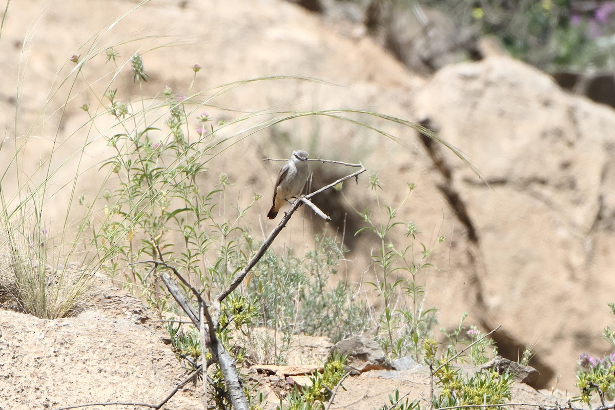 Persian Wheatear - ML622746545