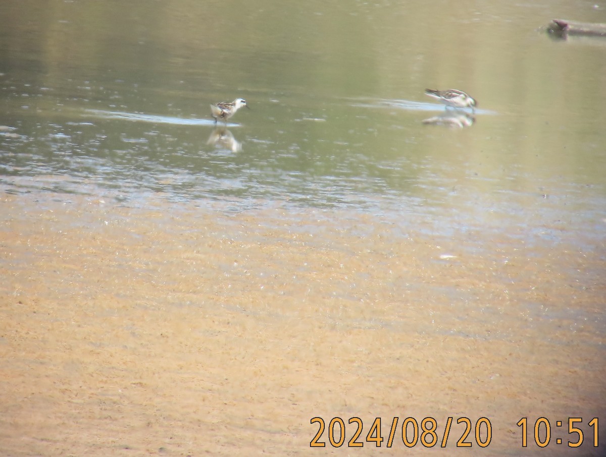 Red-necked Phalarope - Mark Holmgren