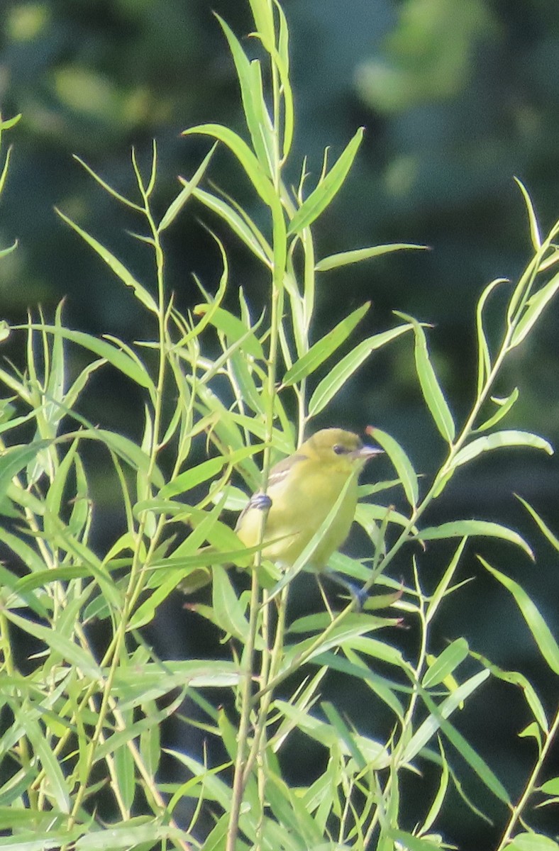 Orchard Oriole - Penelope Reighart