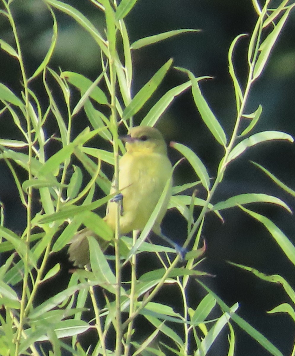 Orchard Oriole - ML622746607