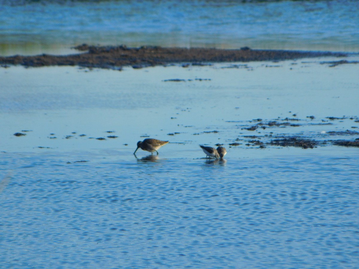 Short-billed Dowitcher - ML622746621