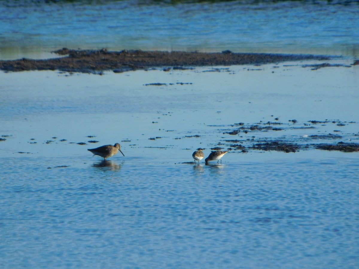 Short-billed Dowitcher - ML622746622