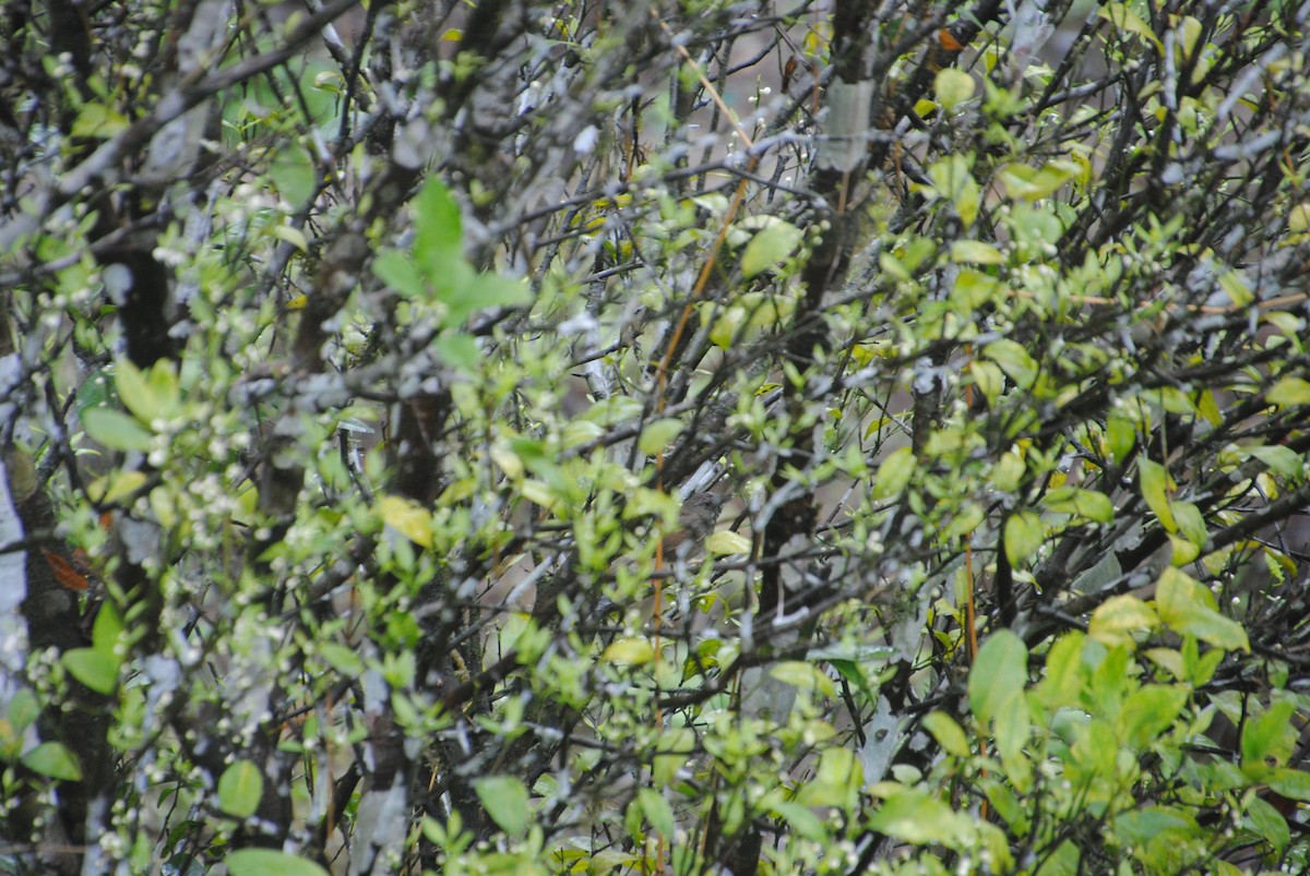 Black-throated Prinia - ML622746650