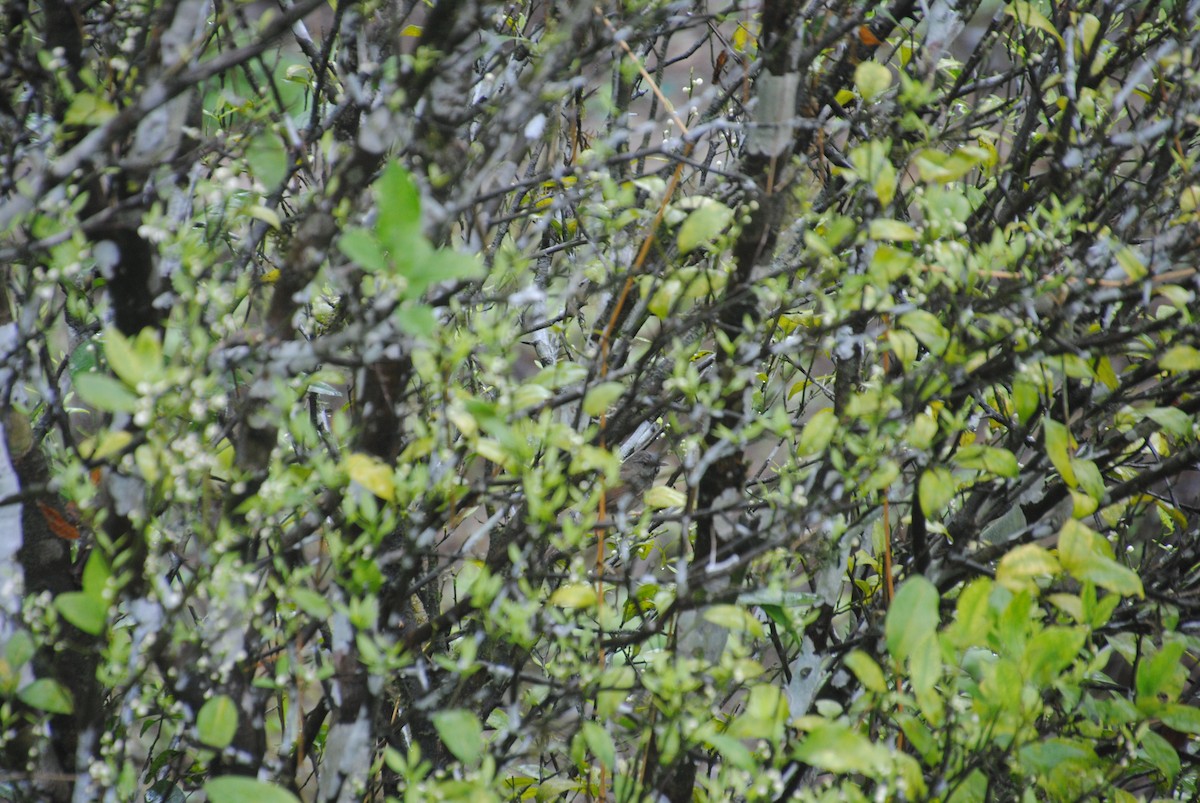 Black-throated Prinia - Alyssa DeRubeis