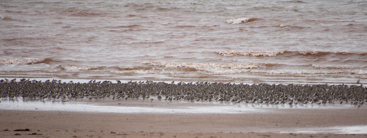 Semipalmated Sandpiper - ML622746655