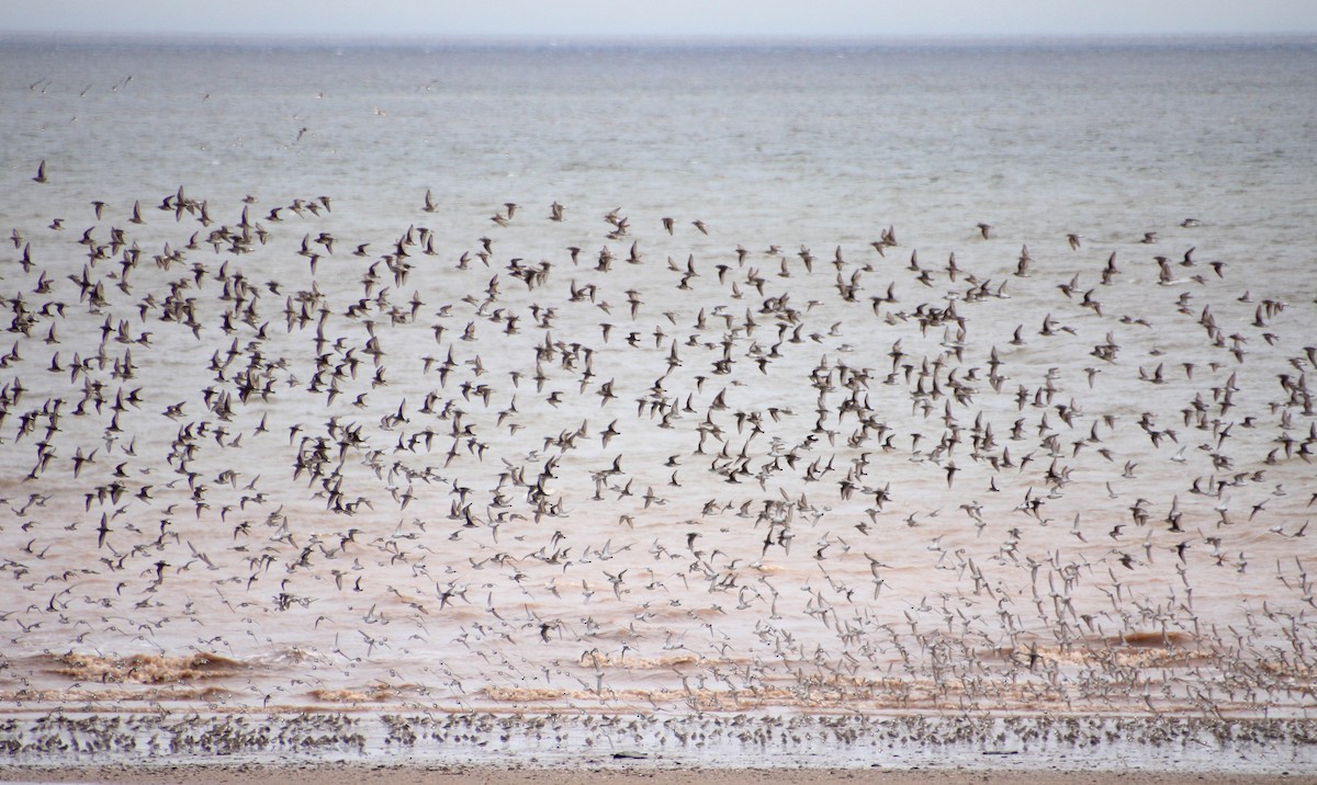 Semipalmated Sandpiper - ML622746656