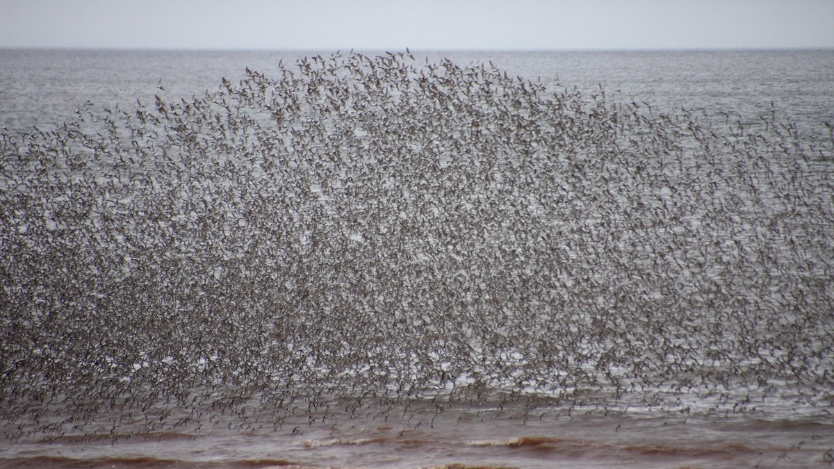 Semipalmated Sandpiper - ML622746657