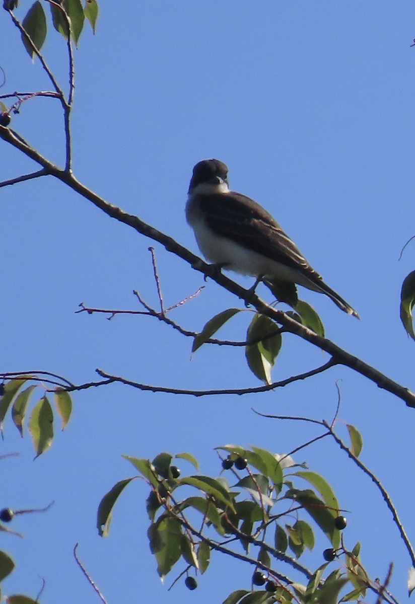 Eastern Kingbird - ML622746658