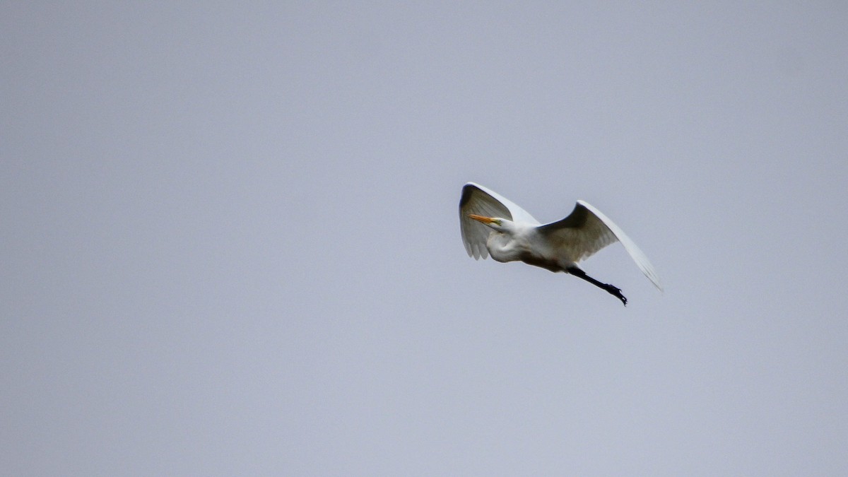 Great Egret - ML622746664