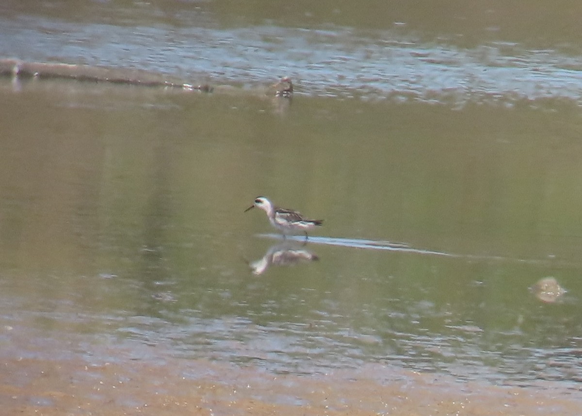 Phalarope à bec étroit - ML622746698