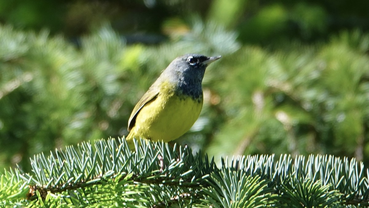 MacGillivray's Warbler - ML622746711