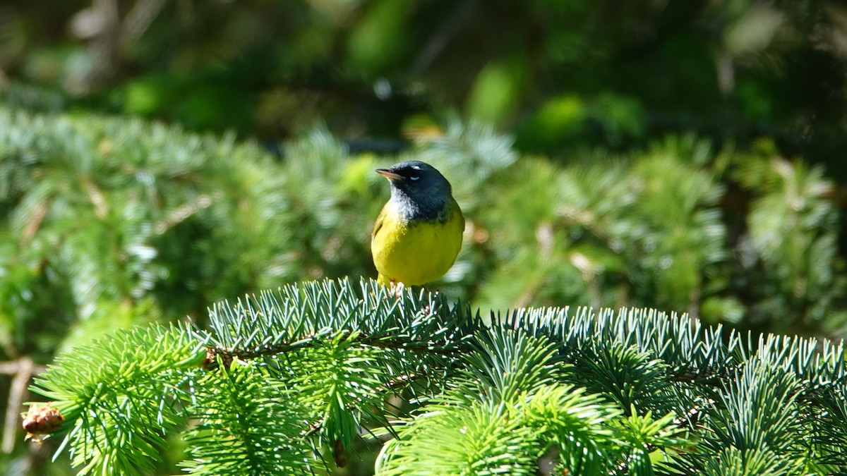 MacGillivray's Warbler - ML622746726