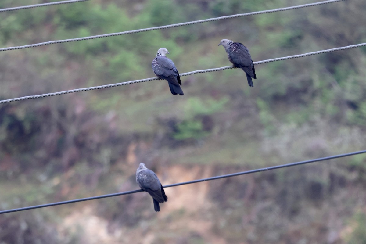 Speckled Wood-Pigeon - ML622746784