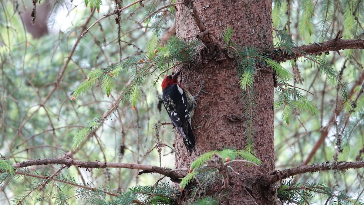 Red-breasted Sapsucker - ML622746843