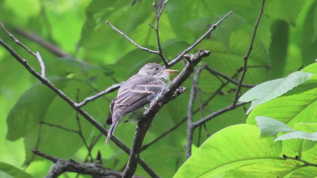 Eastern Wood-Pewee - ML622746868