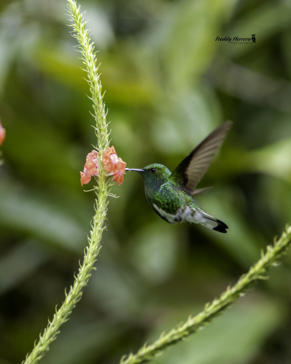 White-tailed Emerald - ML622746884