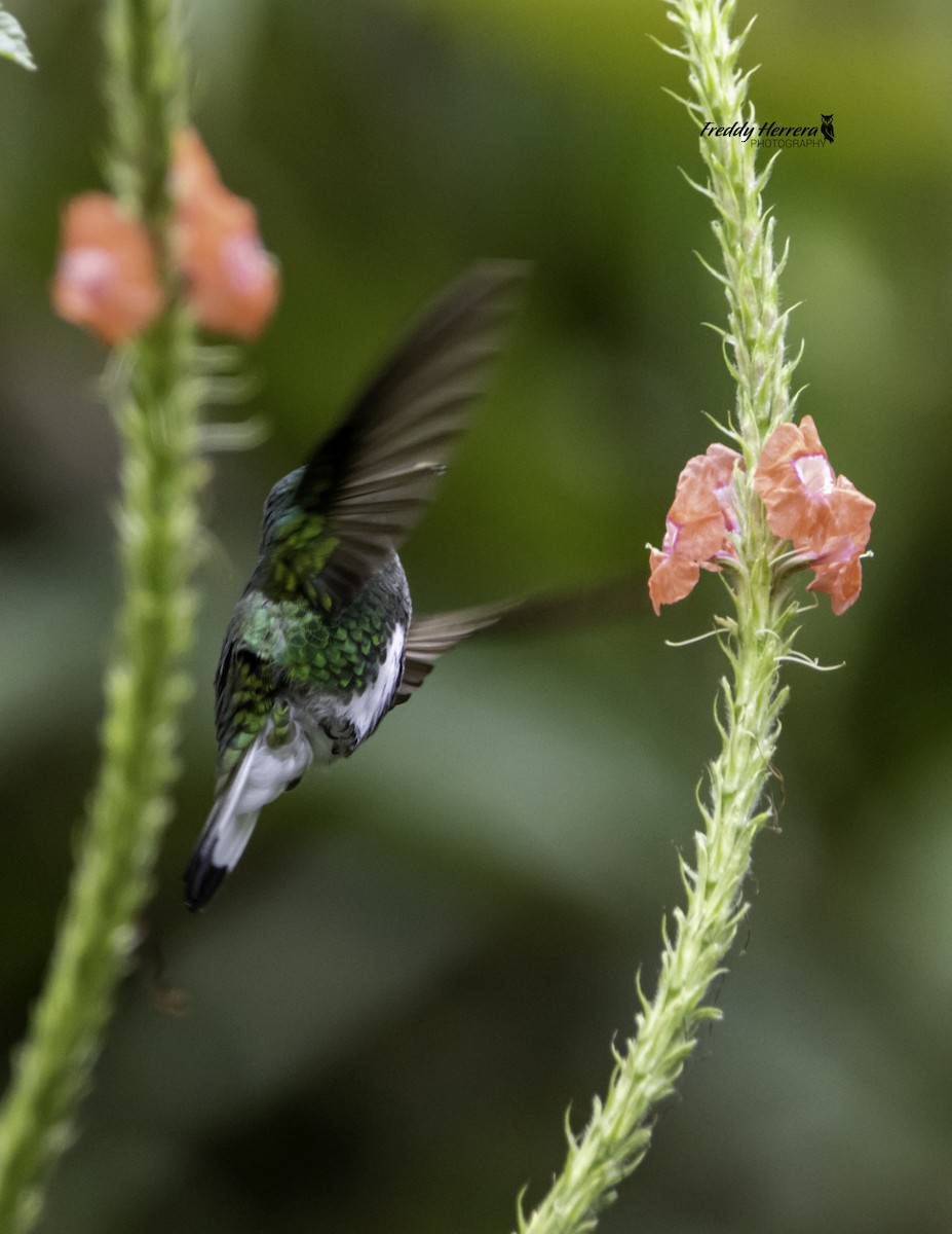 White-tailed Emerald - Freddy Herrera