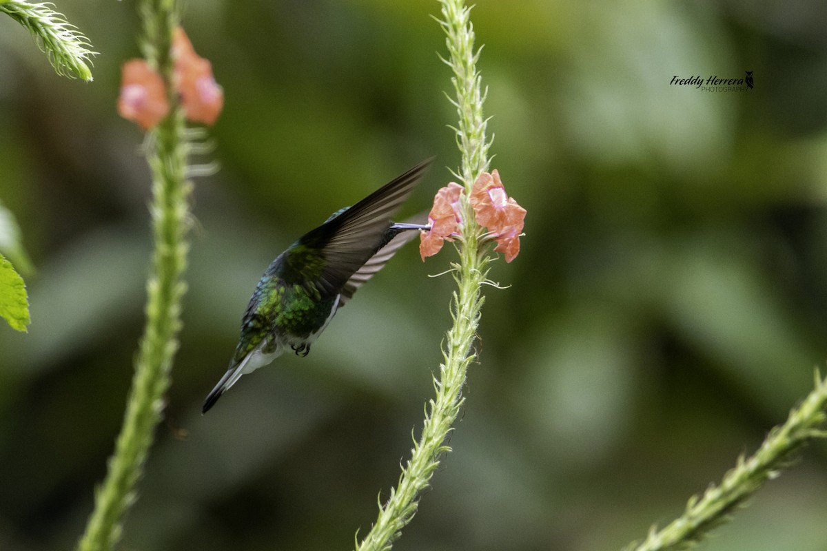 White-tailed Emerald - ML622746886