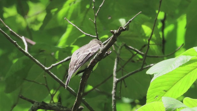 Eastern Wood-Pewee - ML622746959