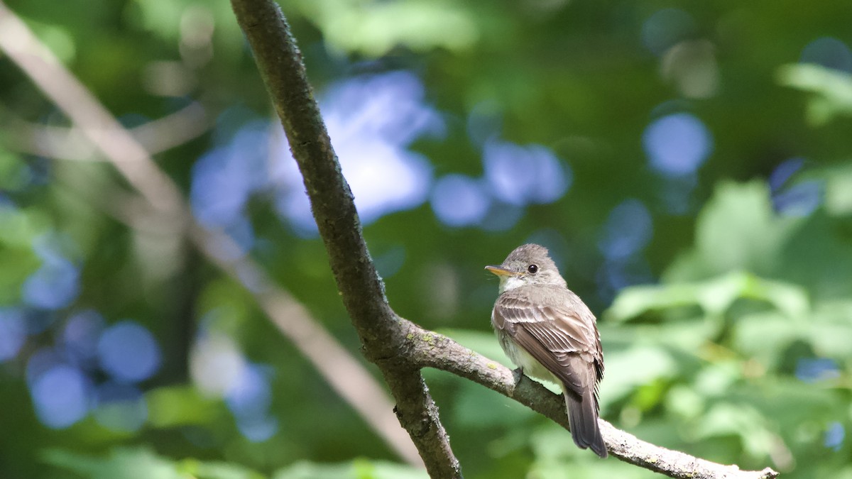 Eastern Wood-Pewee - ML622746961