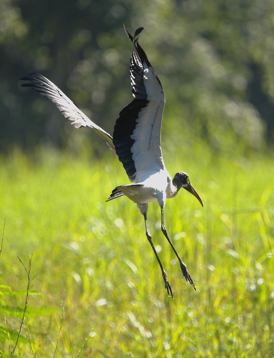 Wood Stork - ML622746966