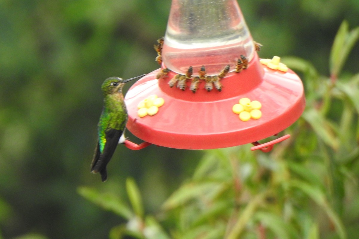 Glowing Puffleg - ML622747030